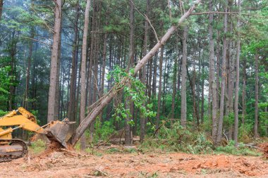 Ağaçlar sökülüp ormansızlaştırılarak yeni kalkınma tesisinde evler inşa ediliyor.