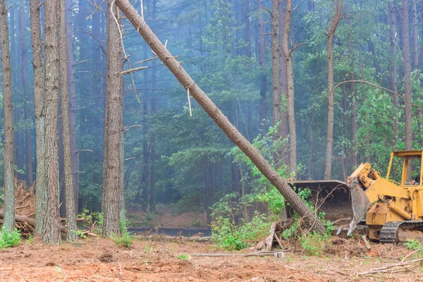 Medida Que Los Árboles Son Desarraigados Deforestados Durante Proceso Limpieza —  Fotos de Stock