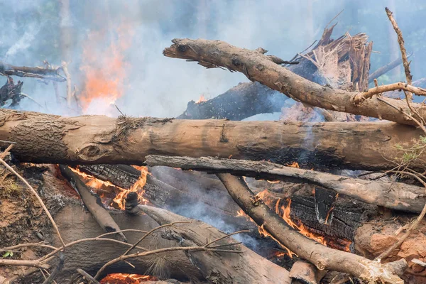 Burning the uprooted forest for the construction of new houses in construction site