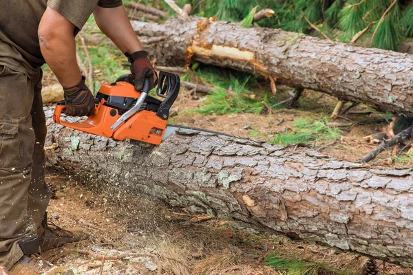 Chainsaw Cutting Tree Trunk Uprooted Broken Tree Torn Wind Violent — Stockfoto