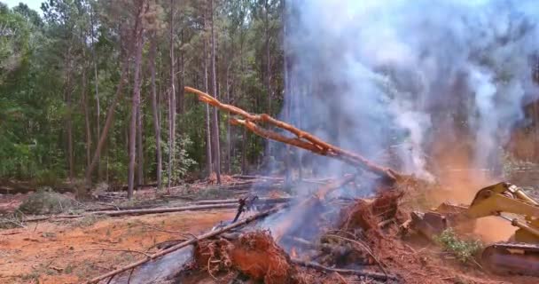在生态灾难中 一辆装满沙子的拖拉机将在森林大火中起火 — 图库视频影像