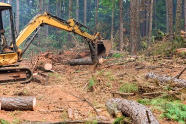 Araziyi inşaata hazırlamak için işlem ormanlarındaki kütükleri kaldıran bir traktör manipülatörü üzerinde çalışmalar yapılıyor.