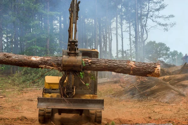 Una Deforestación Trabajo Realiza Manipulador Tractores Que Levanta Troncos Para —  Fotos de Stock