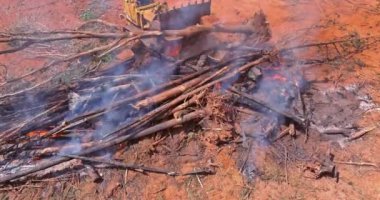 During the uprooting trees and deforestation a tractor is working the process to prepare on cleaning land the burnt forest for new houses construction