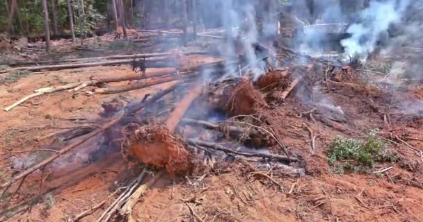 准备建造新房屋的土地 将连根拔起的森林焚烧到新的住宅区 — 图库视频影像