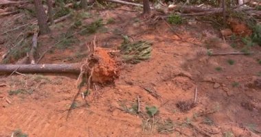 Ağaçlar sökülürken, bir traktör araziyi yeni ev inşaatı için hazırlıyor.