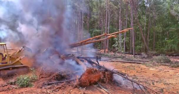 森林火灾牵引机是由森林里的火种和生态灾难组成的 — 图库视频影像