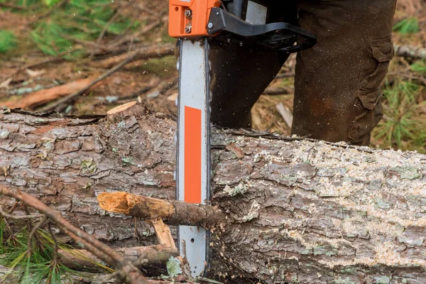 Ecological disaster as result of tornado in the aftermath of hurricane, tree fell in the broke a tree with a was cut chainsaw