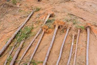 Kökleri sökülmüş inşaat alanının peyzajını temizleyerek yeni gelişmeler için temiz bir arazi haline geldi.