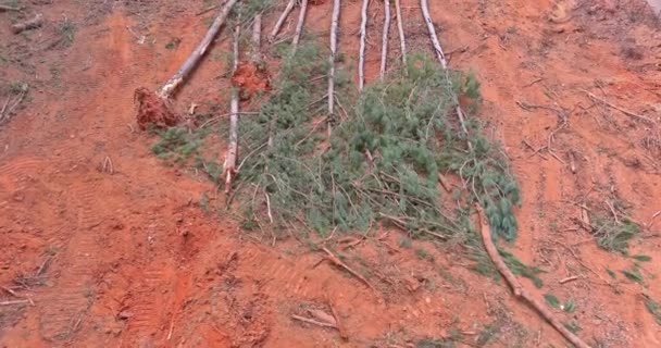 Construction Site Trees Uprooted Roots Landscape Cleared New Subdivision Development — Stockvideo