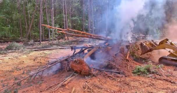 自然灾害森林失火了 一辆拖拉机倒在熟睡的沙滩上起火了 — 图库视频影像
