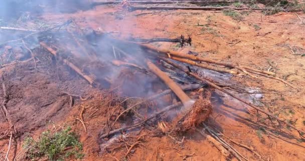 Processus Préparation Des Terres Pour Construction Nouvelles Maisons Brûlage Forêt — Video
