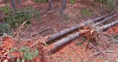 Kökleri köklerinden sökülmüş bir inşaat sahası yeni bir grup evin gelişimi için temiz.