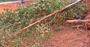 An view of a construction site with trees uprooted roots, that was cleared of a new development site