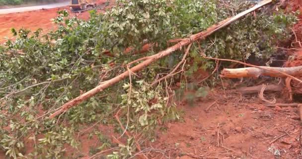 View Construction Site Trees Uprooted Roots Cleared New Development Site — Stok Video