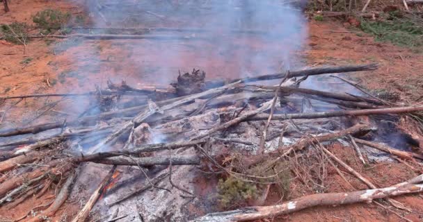 Fumez Pendant Feu Forêt Arbre Tombé Sol Brûlé Par Désastre — Video