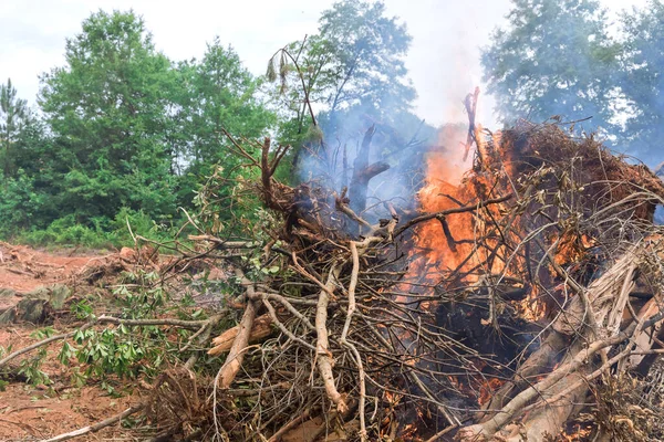 In order during the process to develop land for construction, the forest must be uprooted and burned