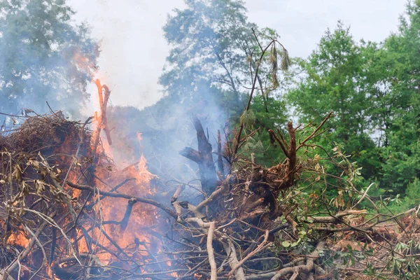 Part Process Developing Land Construction Forest Uprooted Burned Make Way — Foto Stock