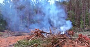 Trees were removed from forest is uprooted and burned during a subdivision for a housing development subdivision an construction site
