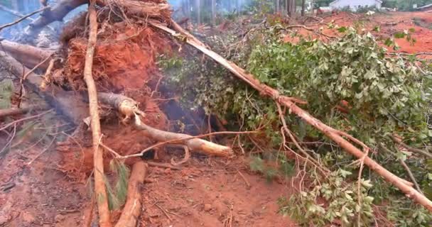 Order Develop Land Construction Necessary Uproot Burn Forest Construction Zone — Wideo stockowe