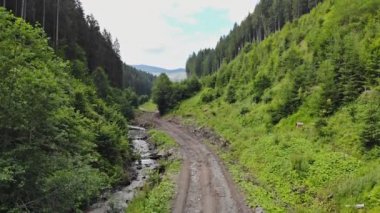 There is a dense pine forest high in the mountains, surrounded by beautiful scenery with summer landscape