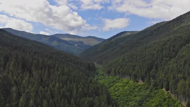 Located High Scenery Mountains Dense Pine Forest Summer Landscape — Stockvideo