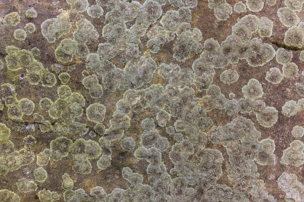 Background Molded Grunge Moss Texture Stone — Foto Stock