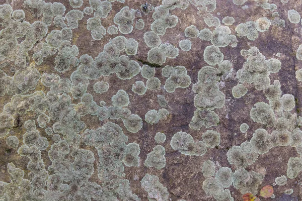 Vintage Texture Old Stone Moss Background — ストック写真