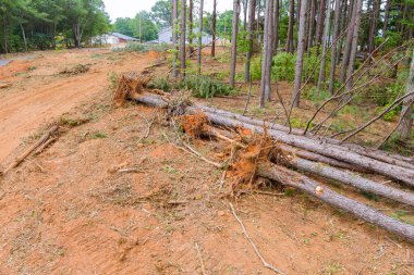 A construction site with trees uprooted roots, landscape that was cleared for a new subdivision development