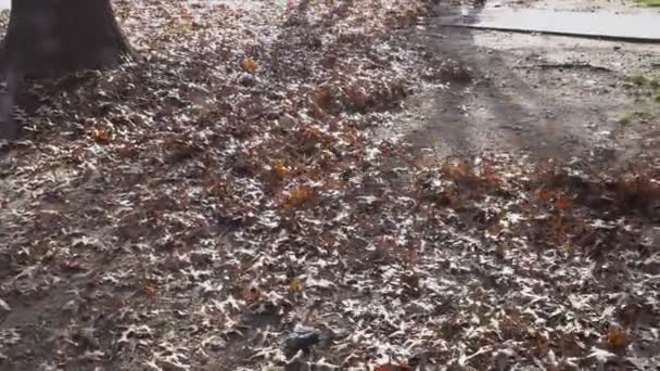 Autumn Municipal Worker Cleans Fallen Dry Leaves Houses — Stockvideo