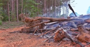 During the development of land for construction subdivision, the forest is uprooted and burned