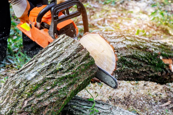 Utility Worker Cutting Uprooted Broken Tree Sawn Chainsaw Violent Storm — Stock Photo, Image