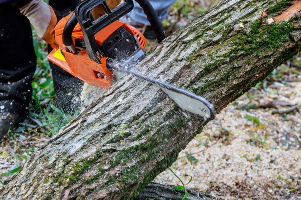 Violent Storm Municipal Worker Cuts Broken Tree Forest — Photo