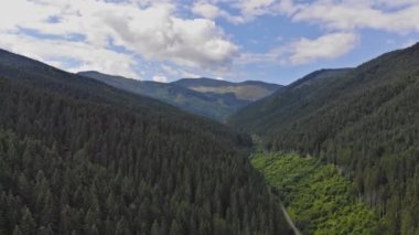 Dense pine forest high in the mountains with landscape scenery