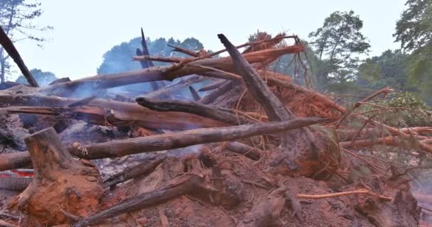 Order Process Develop Land Construction Forest Must Uprooted Burned — Wideo stockowe