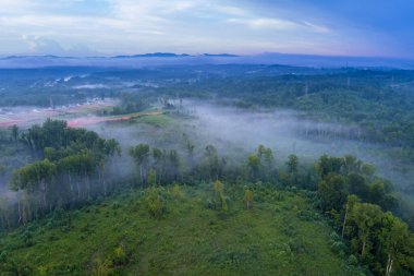 When it gets mist mornings in South Carolina during summer season, forest is foggy the mornings