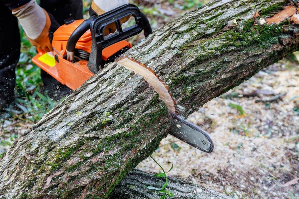 Ecological disaster as result of tornado in the aftermath of hurricane, tree fell in the broke a tree with a was cut chainsaw