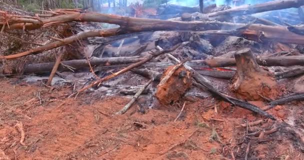 Forests Uprooted Burned Necessary Develop Land Construction Purposes Environmental Problem — Stok video