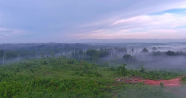 Gets Mist Mornings South Carolina Summer Season Forest Foggy Mornings — ストック動画