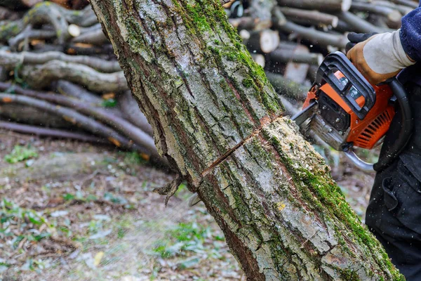 Hurricane Storm Underway Municipal Worker Chainsaw Sawing Trees Have Fallen — Stock Photo, Image