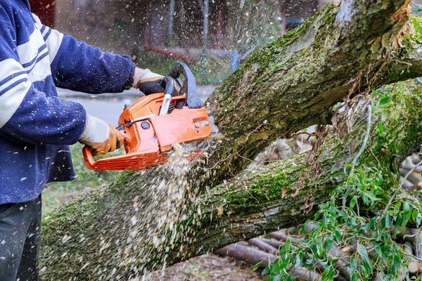 Result Hurricane Storm Worker Chainsaw Saws Trees Falling Asphalt — Stock Photo, Image