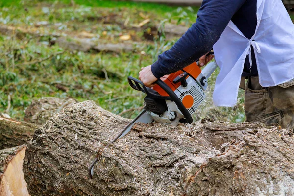 Hurricane Storm Municipal Worker Has Chainsaw Chainsawing Trees Falling Asphalt — Stock Photo, Image