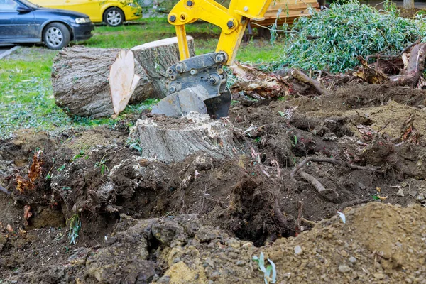 Remove tree root stump that had been cut down in order for abulldozer to be used to clear piece of land.