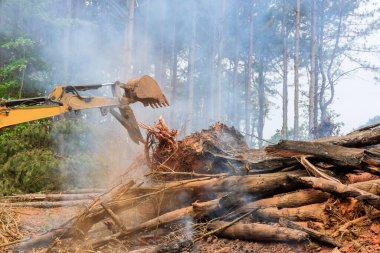 Kökleri sökülmüş ağaçlar, yanan evlerin sonuçlarına göre inşaat için arazi hazırlama süreci.