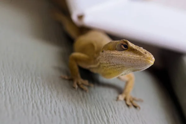 Hay Lagarto Sentado Pared Plástico Casa —  Fotos de Stock