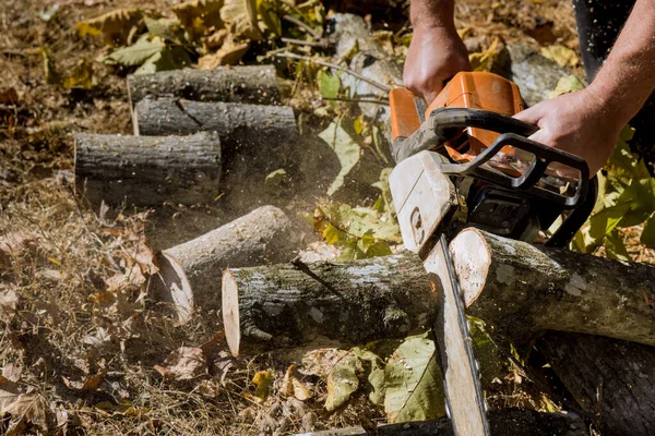 Une Ville Salariée Coupe Parc Forestier Déraciné Après Une Violente — Photo