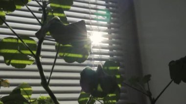 Perdeleri kapat, pencerenin güneşini kapat, güneş evi dairelerine gir..