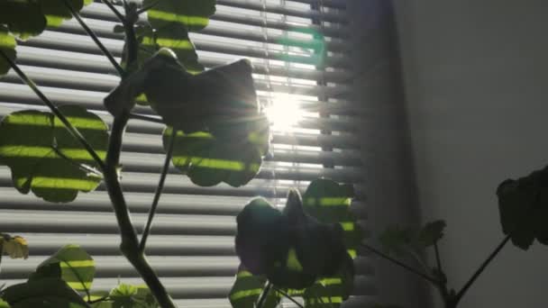 Zamknij Żaluzje Migawka Okno Słoneczne Wejście Słoneczne Dom Apartamenty — Wideo stockowe