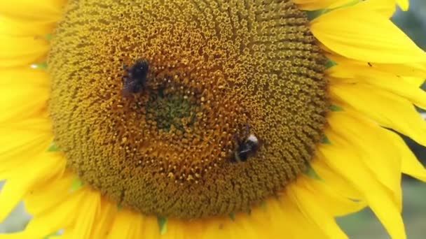 关闭选择焦点黄色忙碌的蜜蜂条纹大黄蜂坐在开花的向日葵绿地授粉蜂蜜花蜜 昆虫的背景夏天 — 图库视频影像