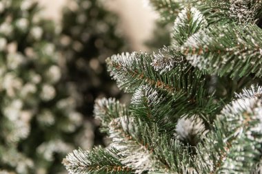 Yeşil Noel Fluffy Ladin Ağacı şubesi yapay kış karı ayrıntıları. Yeni yıl dekore edilmiş iç mekan duvar kağıdı arka planı.